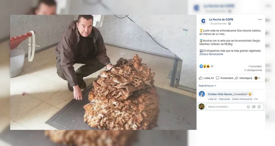 Японские опята