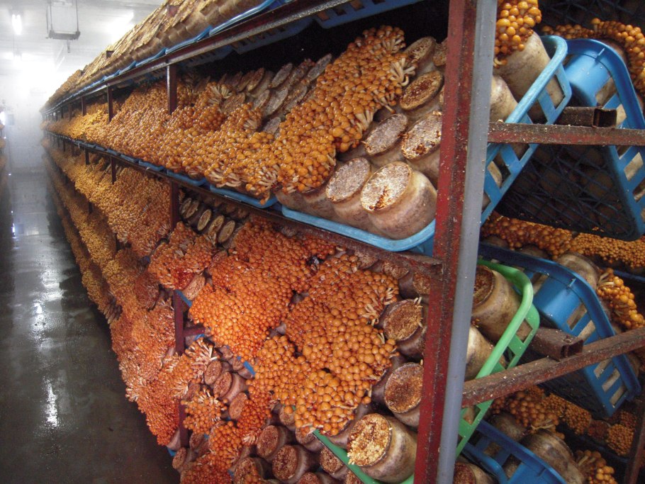 Грибной мицелий шампиньоны