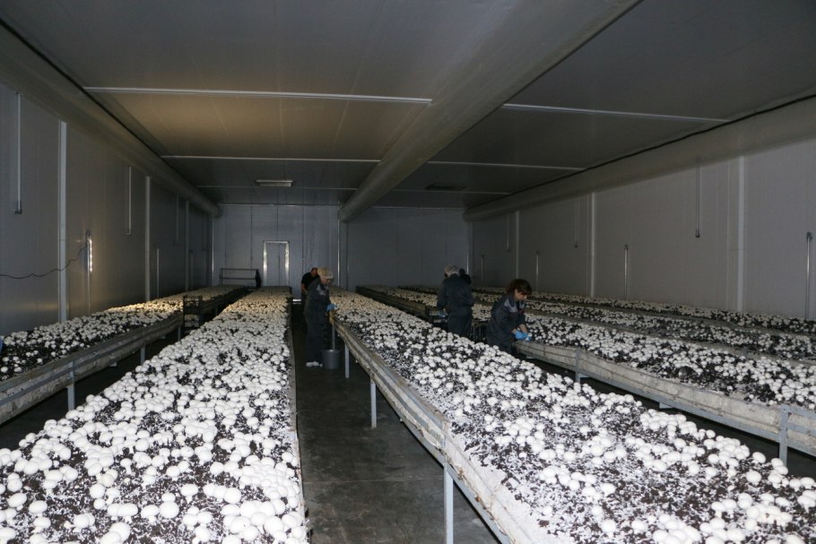 Ферма по выращиванию шампиньонов Орел