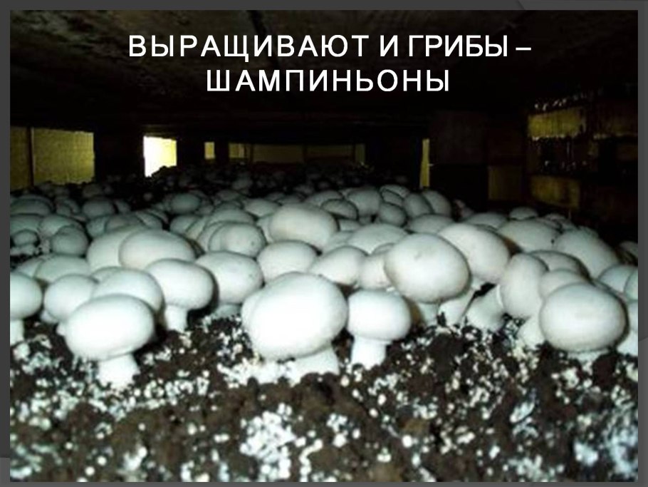 Грибная ферма шампиньоны