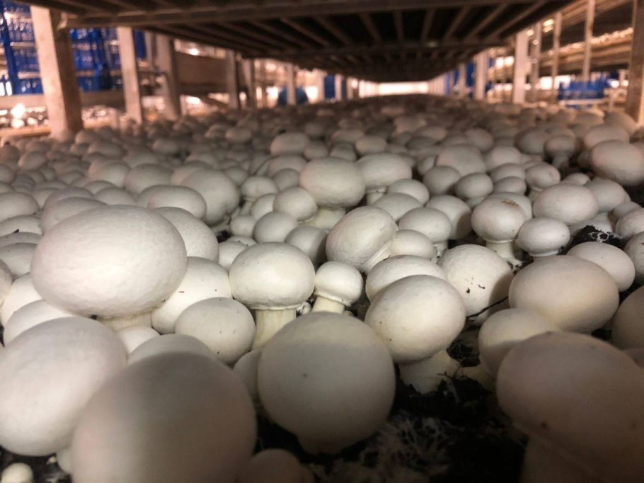 ООО "грибы Белогорья"