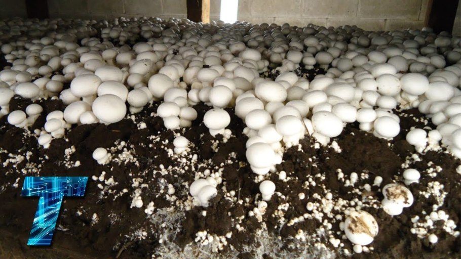 Грибница шампиньонов