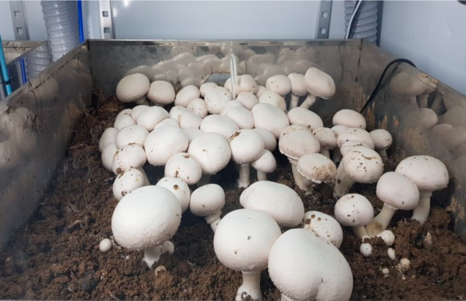 Грибы шампиньоны в теплице