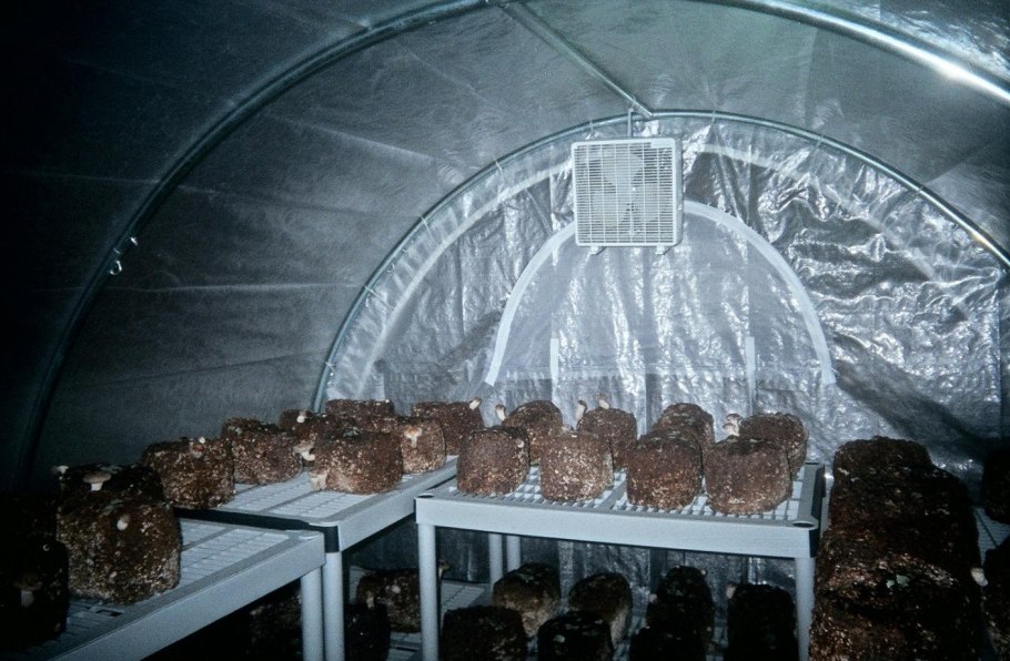 Как вырастить шампиньоны на огороде