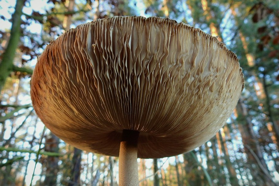 Споры грибов