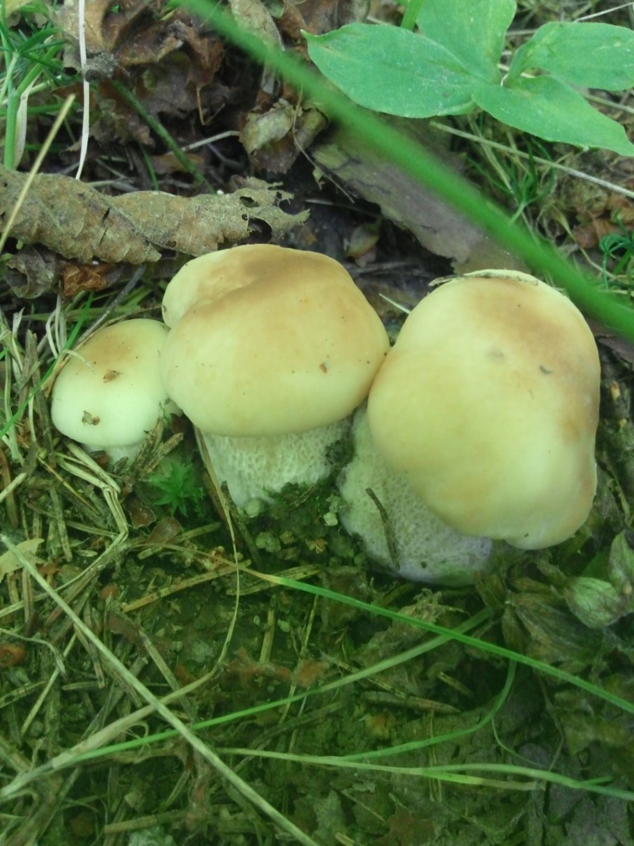 Китайские Лесные грибы