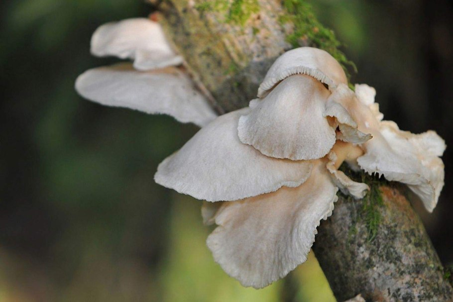 Грибной дождь