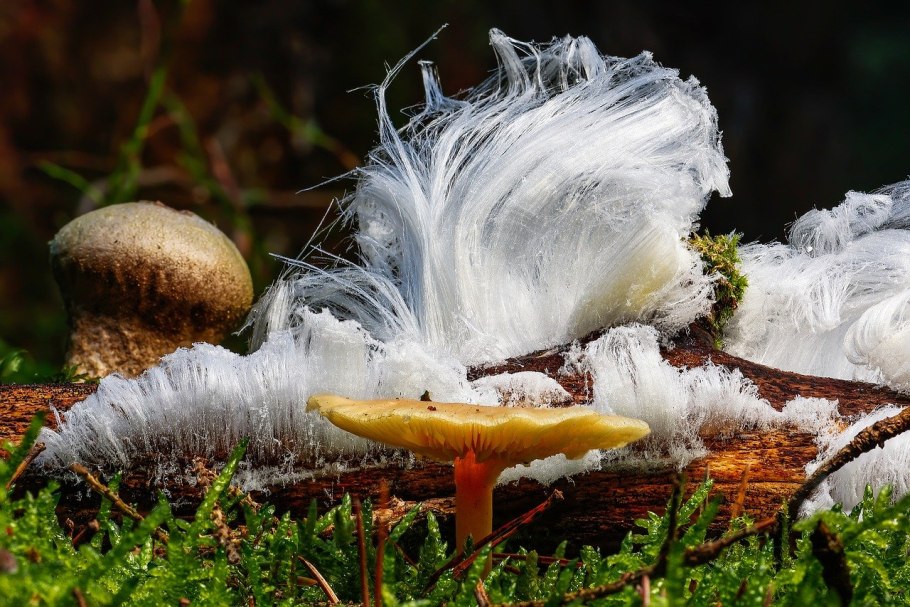 Дождевик гриб сапрофит