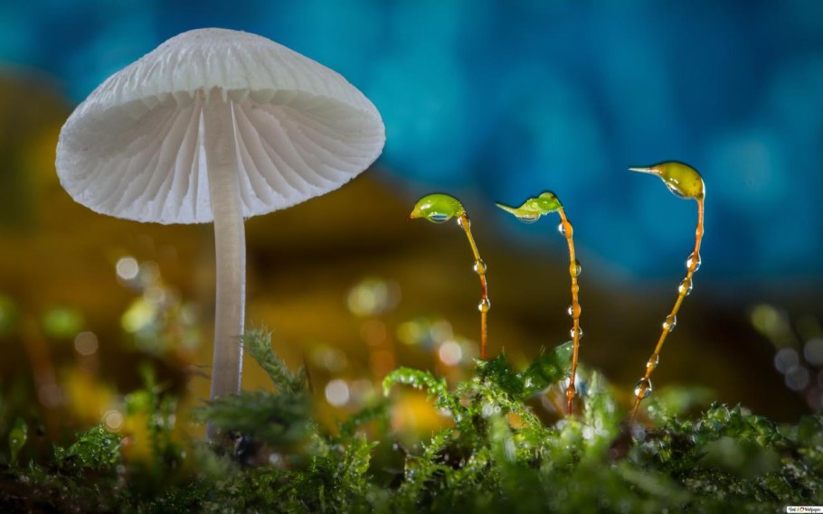 Светящиеся грибы