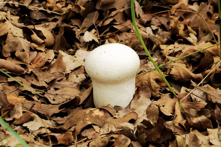 Гриба Agaricus bisporus