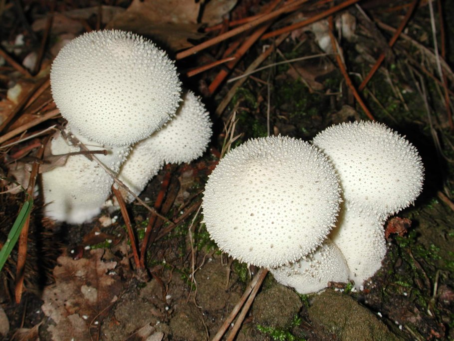 Красивые съедобные грибы