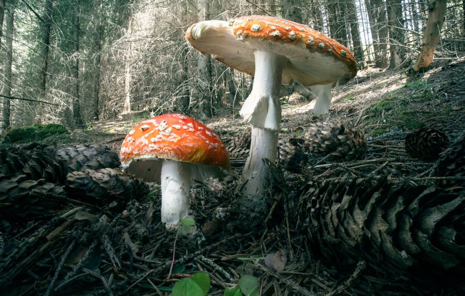 Парасол Машрум гриб