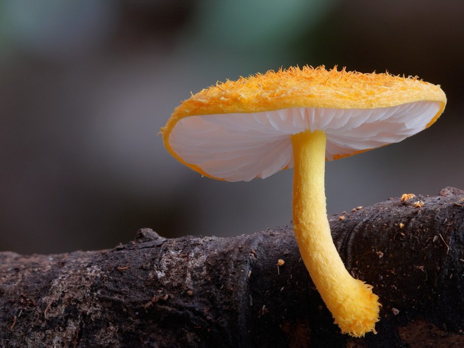 Маленькие люди грибы