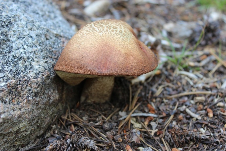 Грибы в воздухе