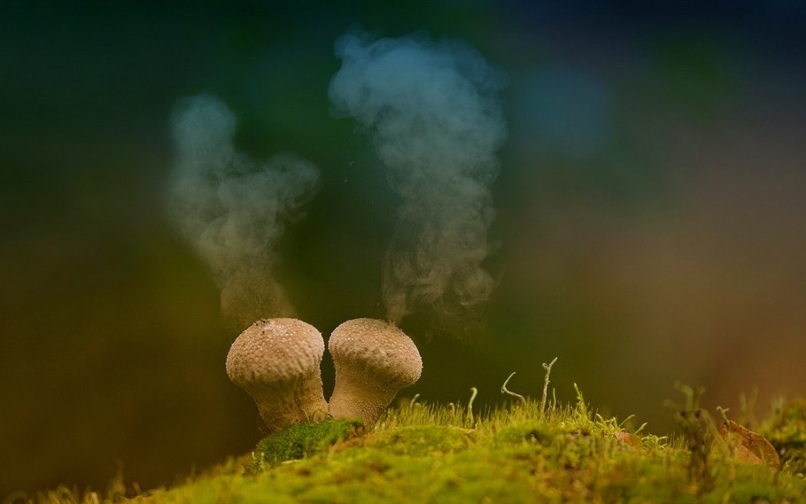 Споры Bovistella utriformis