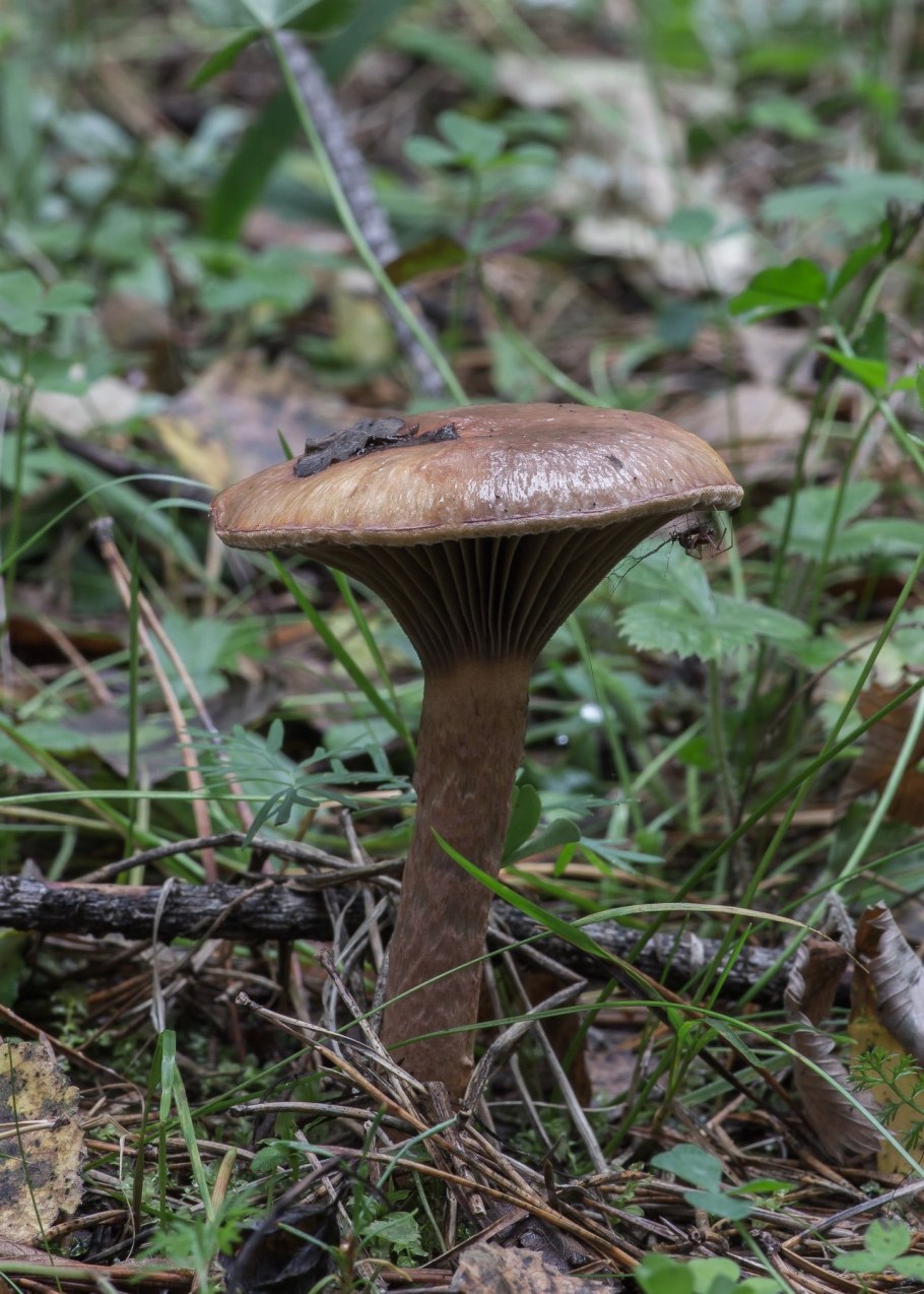 Грибы со слизью на шляпке