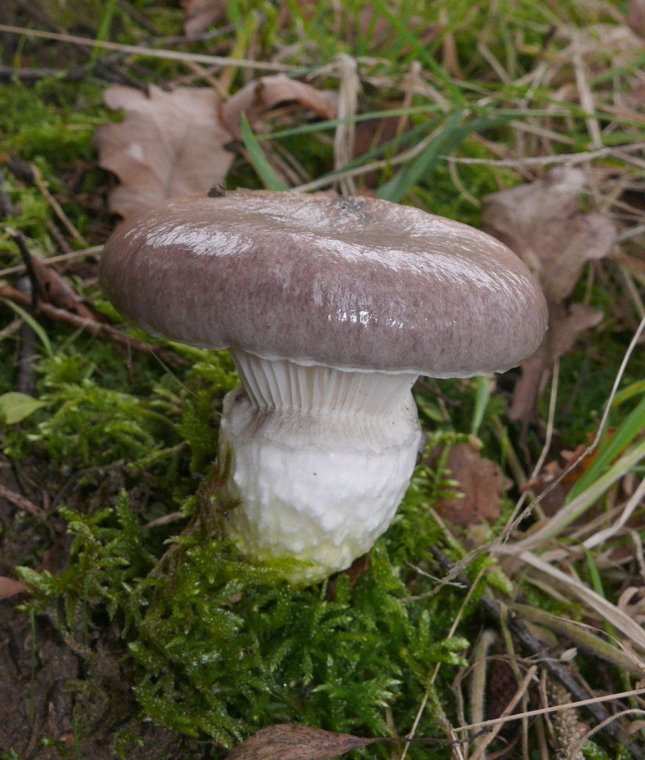 Мокруха пурпурная гриб