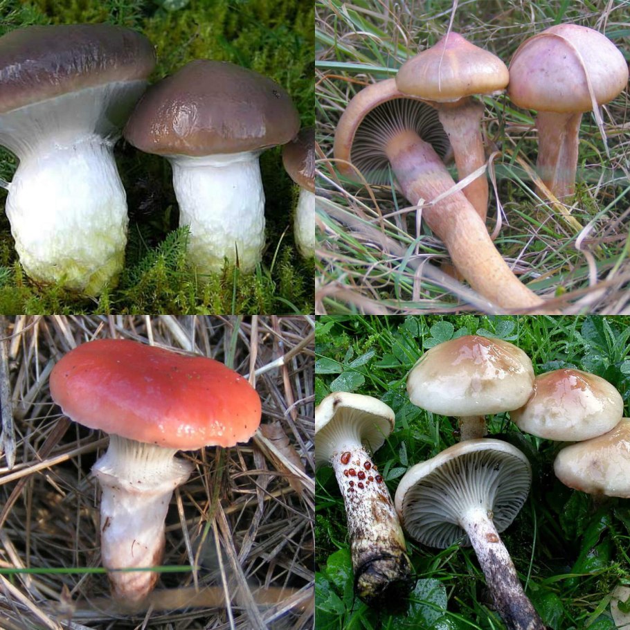 Gomphidius Borealis гриб