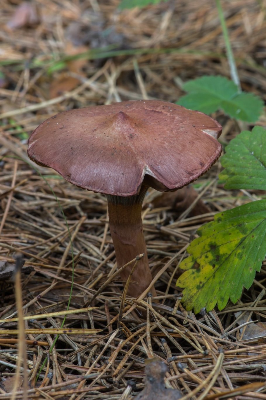Мокруха пурпуровая (Chroogomphus rutilus)