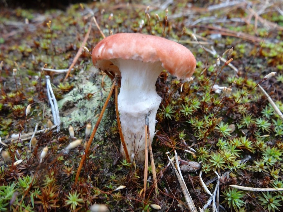 Гриб Еловая мокруха съедобный