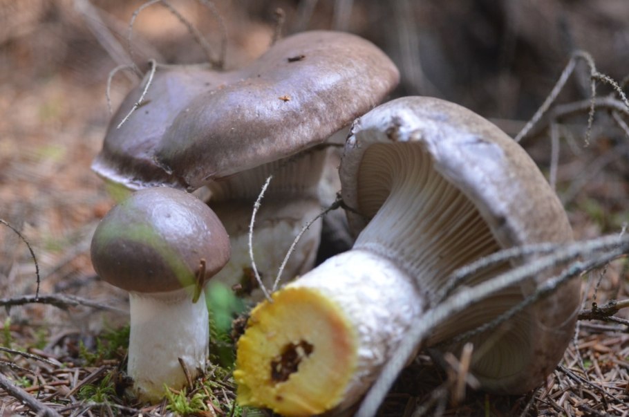 Мокруха пурпуровая (Chroogomphus rutilus)