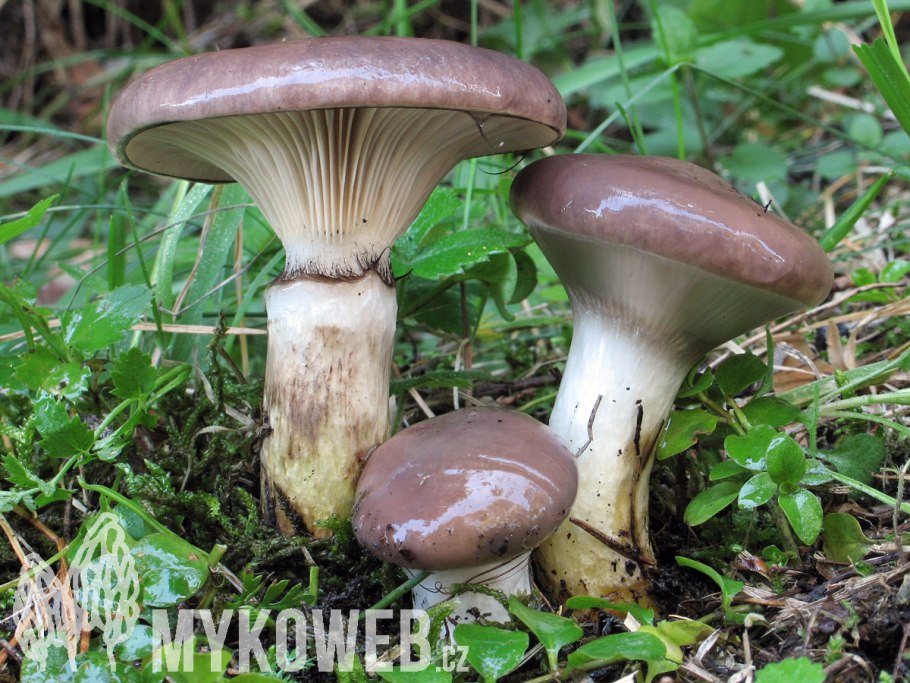 Мокруха Сосновая пурпуровая