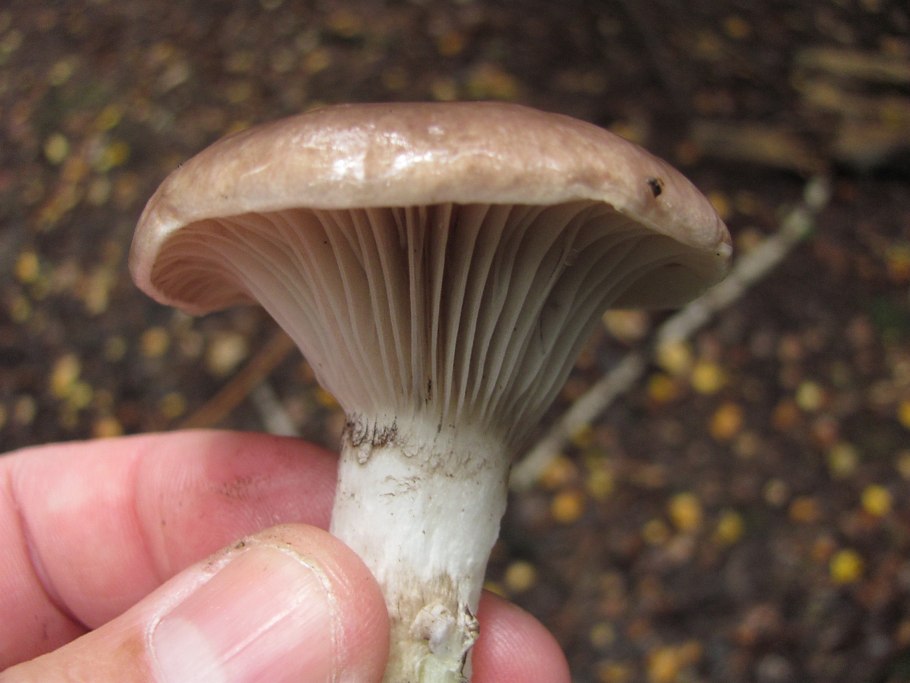 Мокруха Еловая гриб