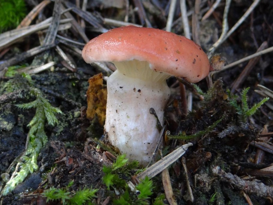 Мокруха пурпуровая (Chroogomphus rutilus)