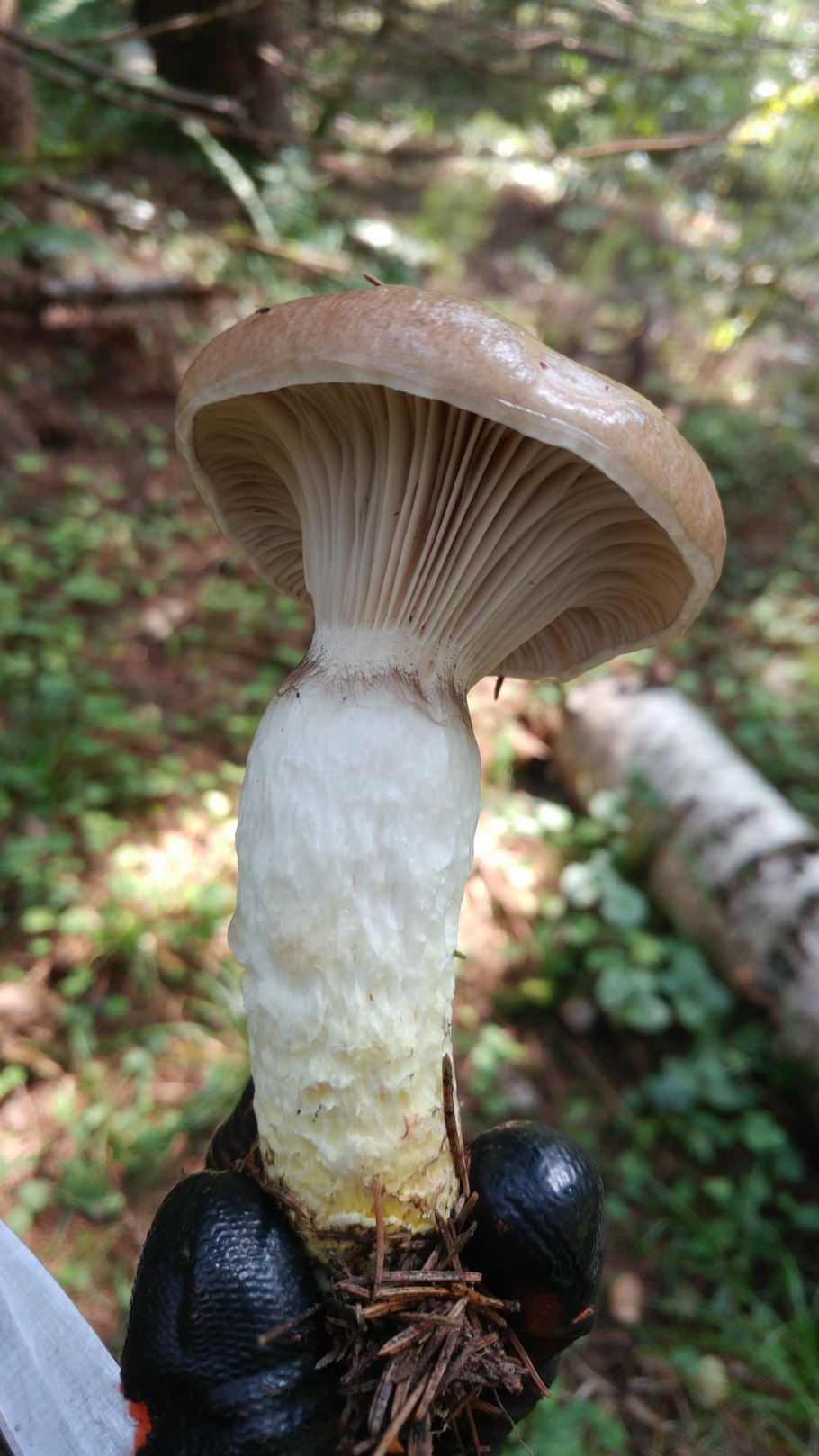 Пластинчатый гриб мокруха