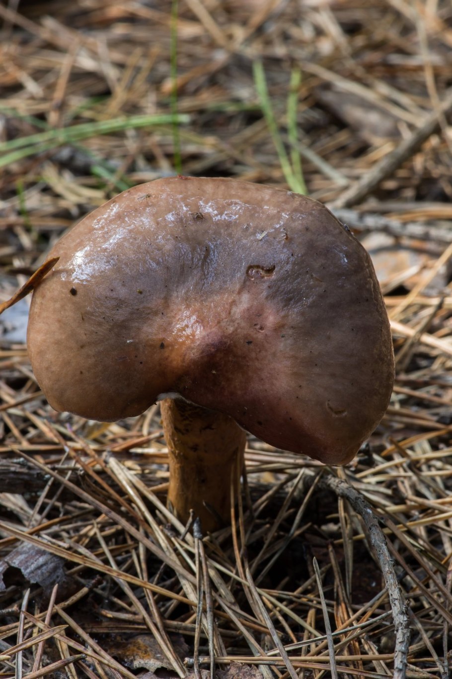 Мокруха Еловая гриб