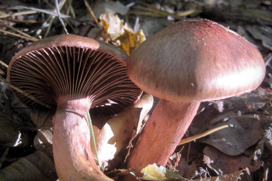 Мокруха Еловая съедобность