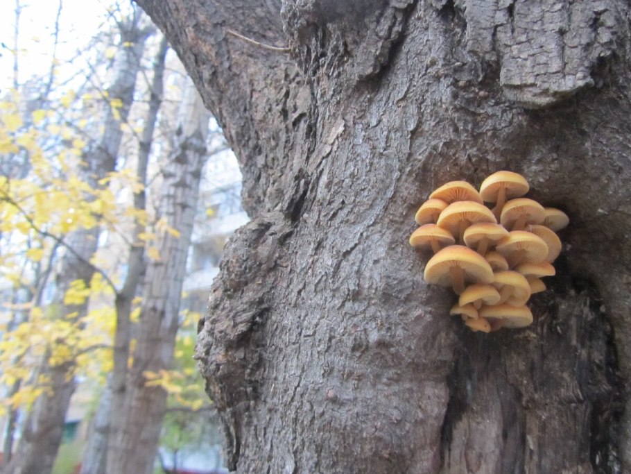 Грибы растущие на деревьях и их названия