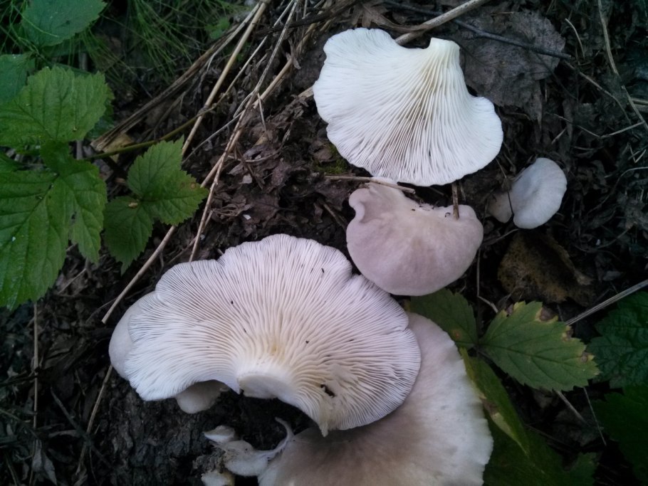 Съедобные грибы Новосибирской области