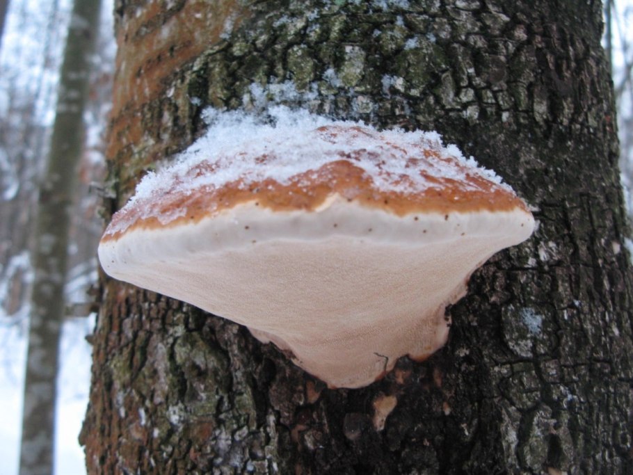 Трутовик обыкновенный fomes fomentarius