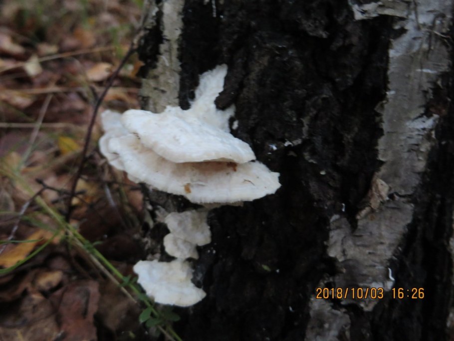 Tyromyces chioneus – тиромицес белоснежный