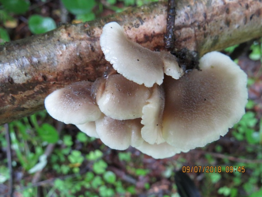 Грибы растущие на валежнике березы