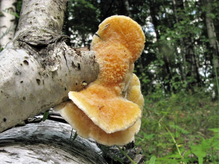 Большие желтые грибы на Березе