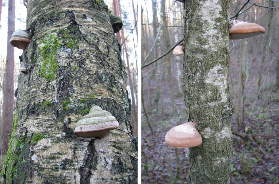 Гриб на дереве чага