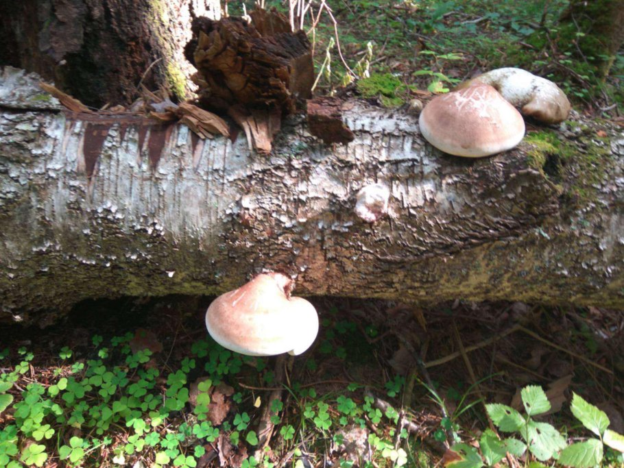 Грибы на Березе съедобные