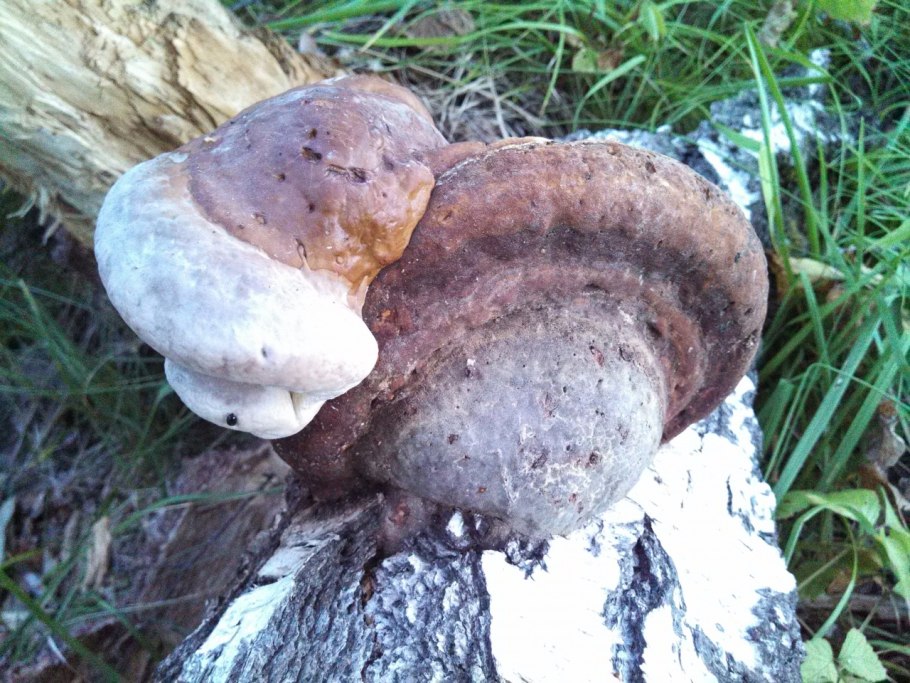 Трутовик берёзовый (Fomitopsis betulina)