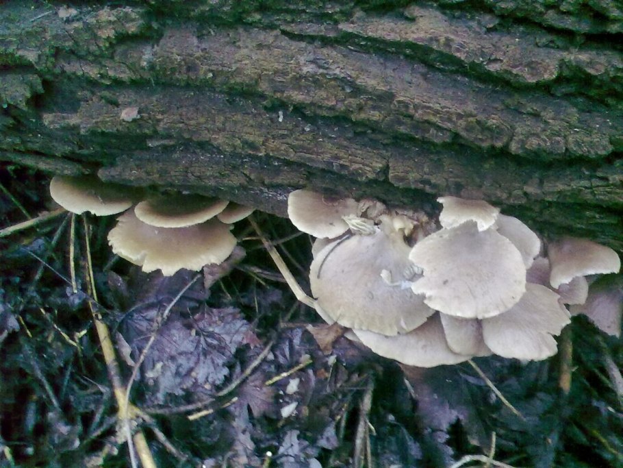 Трутовик и вешенка