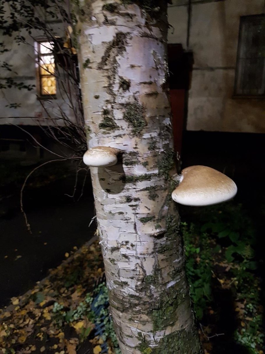 Гриб трутовик на Березе