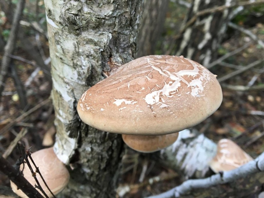 Гриб трутовик березовый