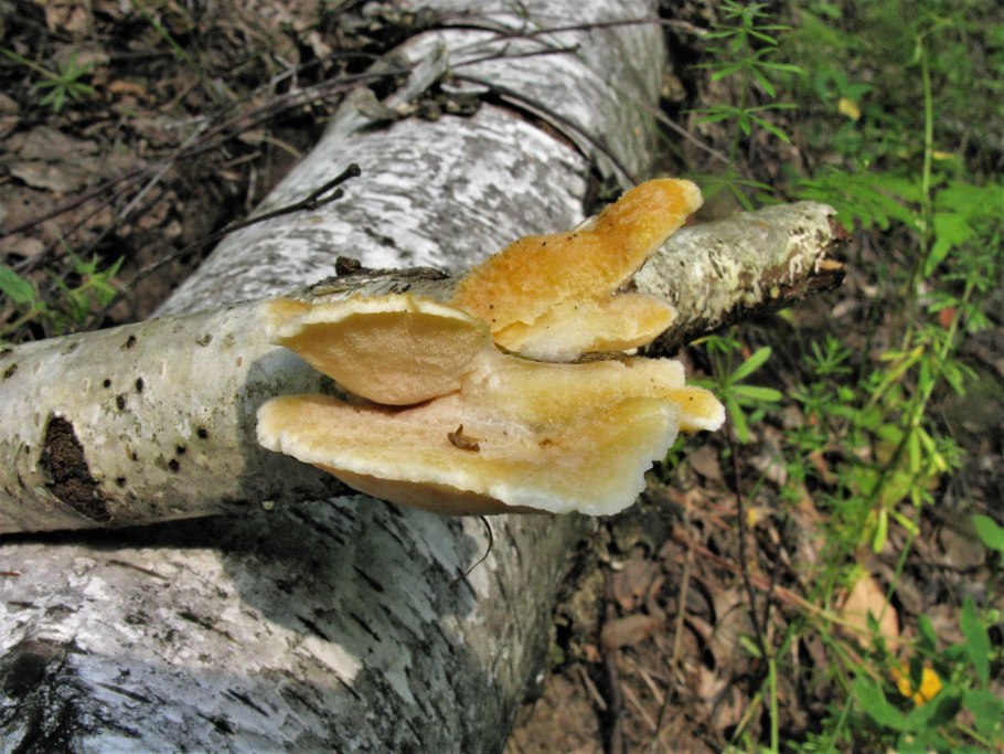 Молодой Березняк с грибами фото