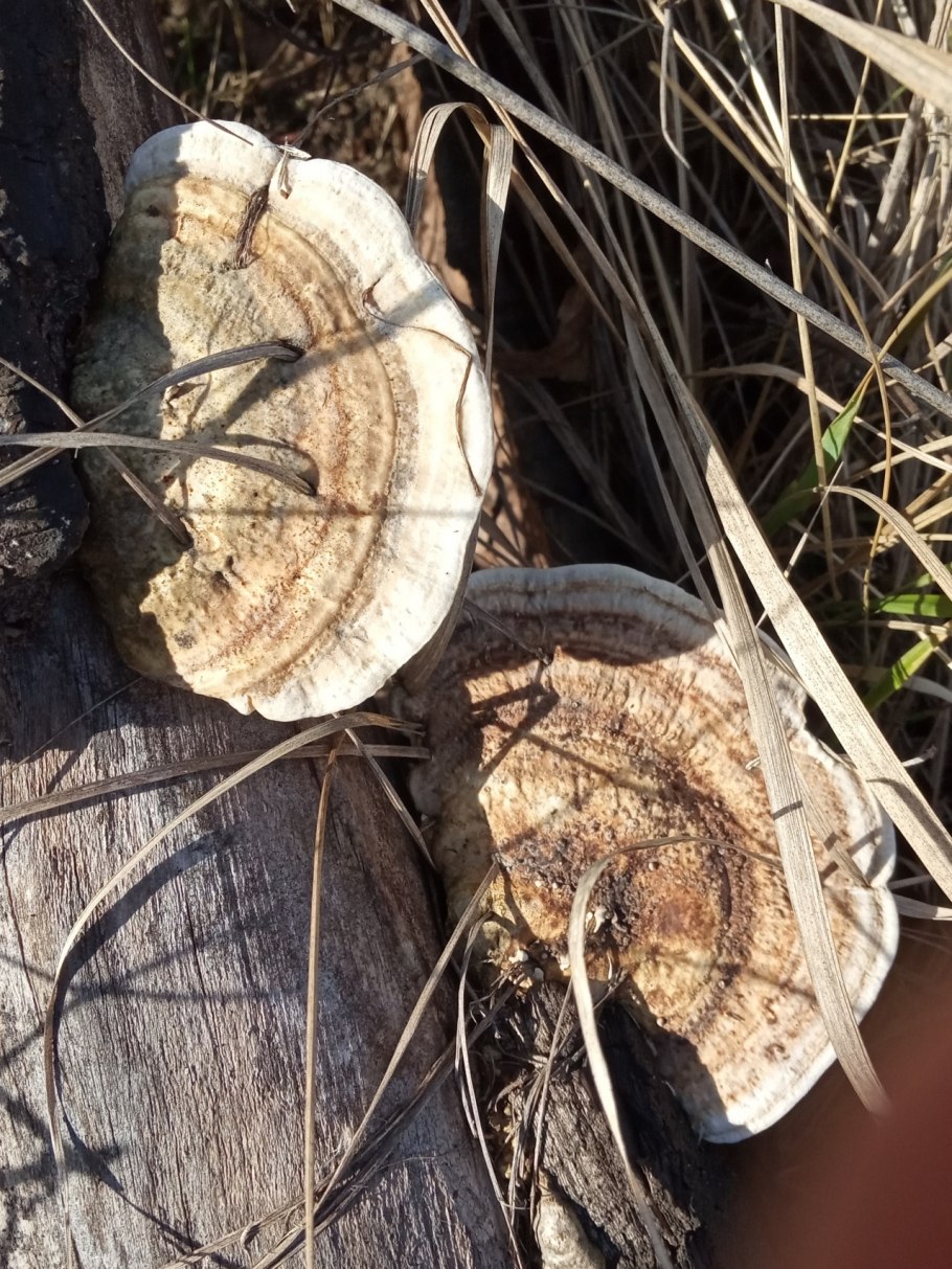 Лензитес березовый