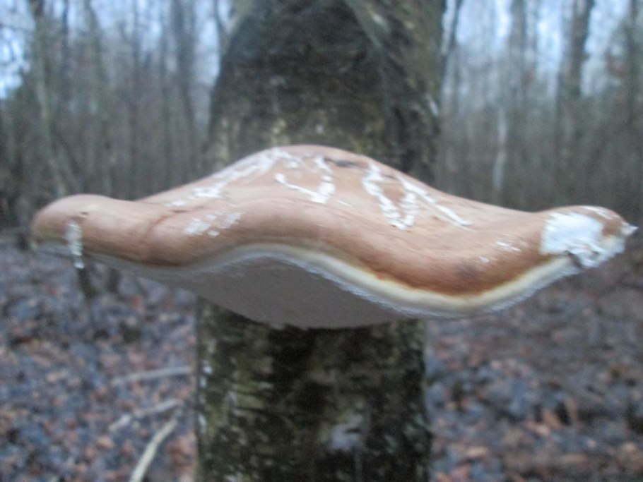 Трутовик берёзовый (Fomitopsis betulina)