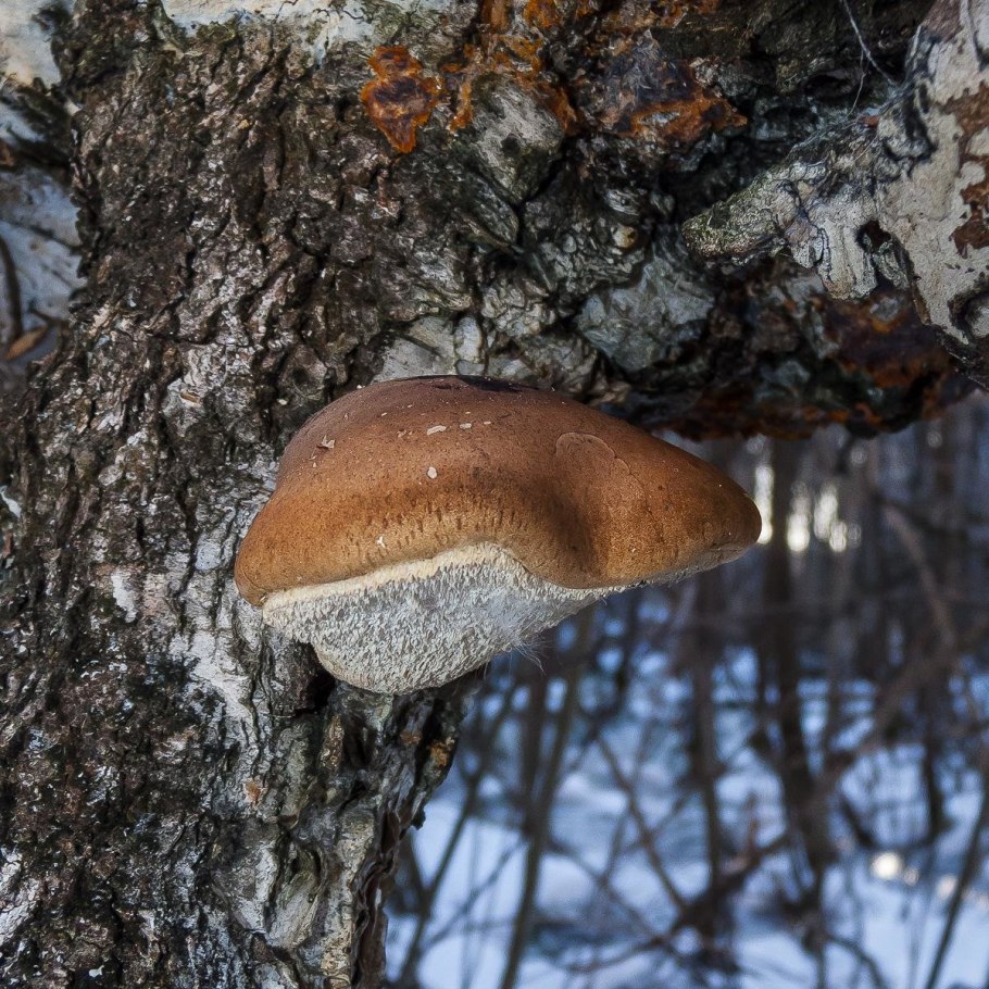 Березовая губка (Piptoporus betulinus (bull, ex fr.) Karst.)