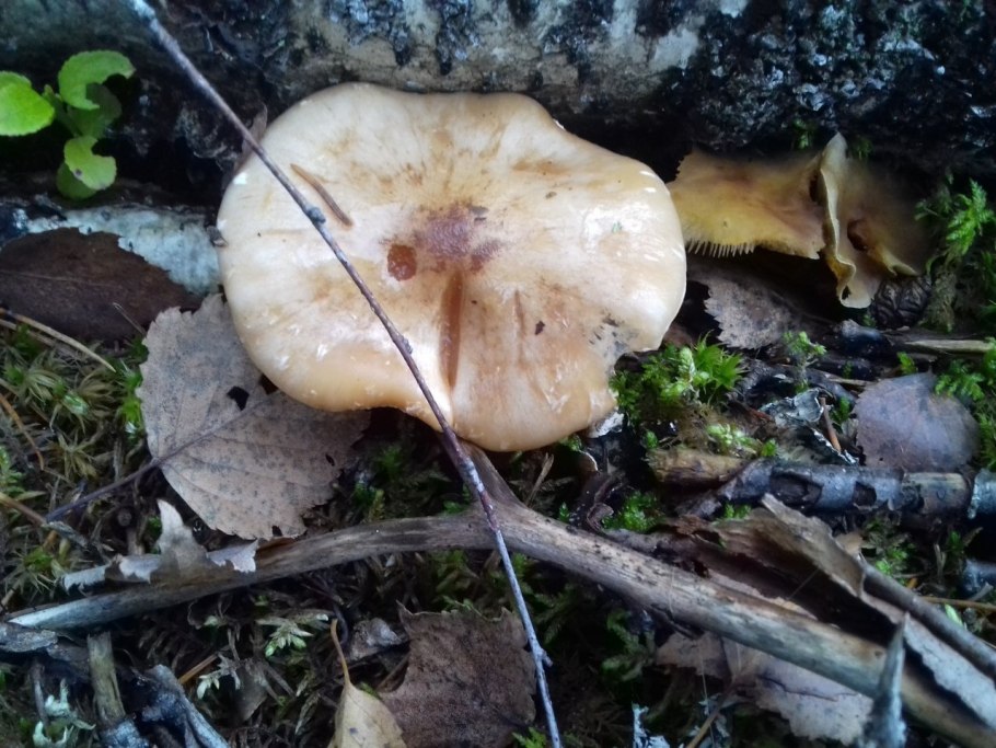 Трутовик обыкновенный fomes fomentarius