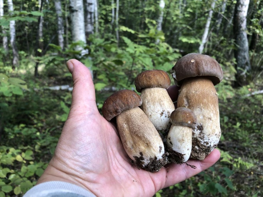 Шампиньон на Березе гриб