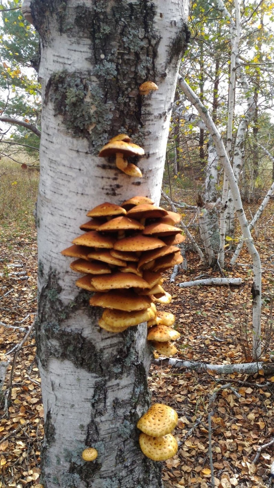 Чешуйчатка золотистая на берёзе